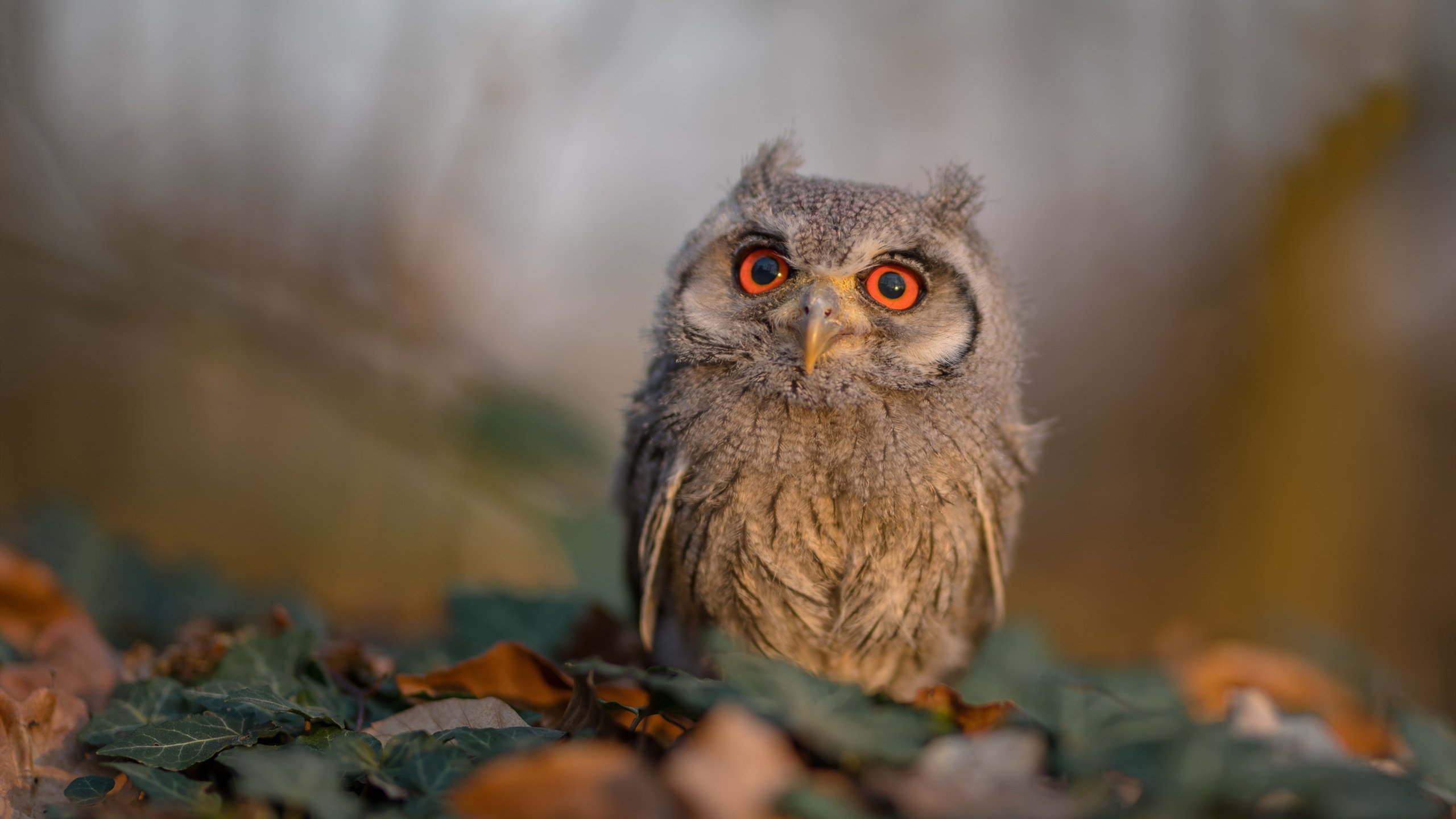 爱游戏-唯一逆转，骑士队如何在一片沉寂中翻盘四川，米切尔点燃沉睡的火焰