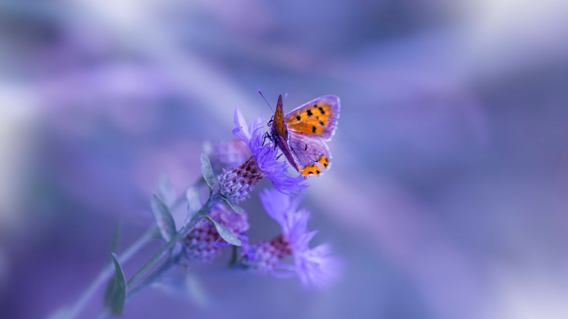 爱游戏tv-纳达尔的双重征服，温网绝杀与年终总决赛的惊艳四座