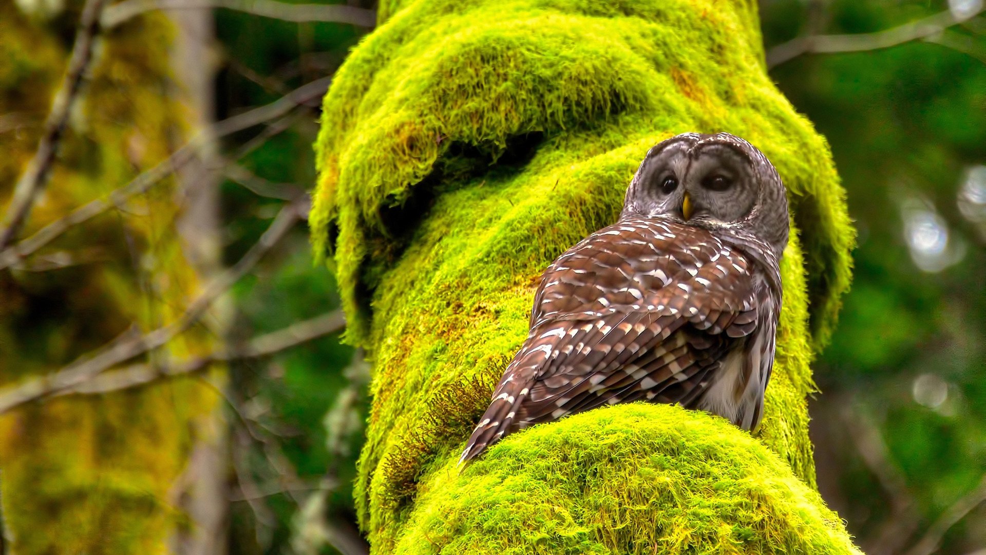 爱游戏官网-逆流而上，韩国队加维绝境闪光，三分钟逆转奥地利