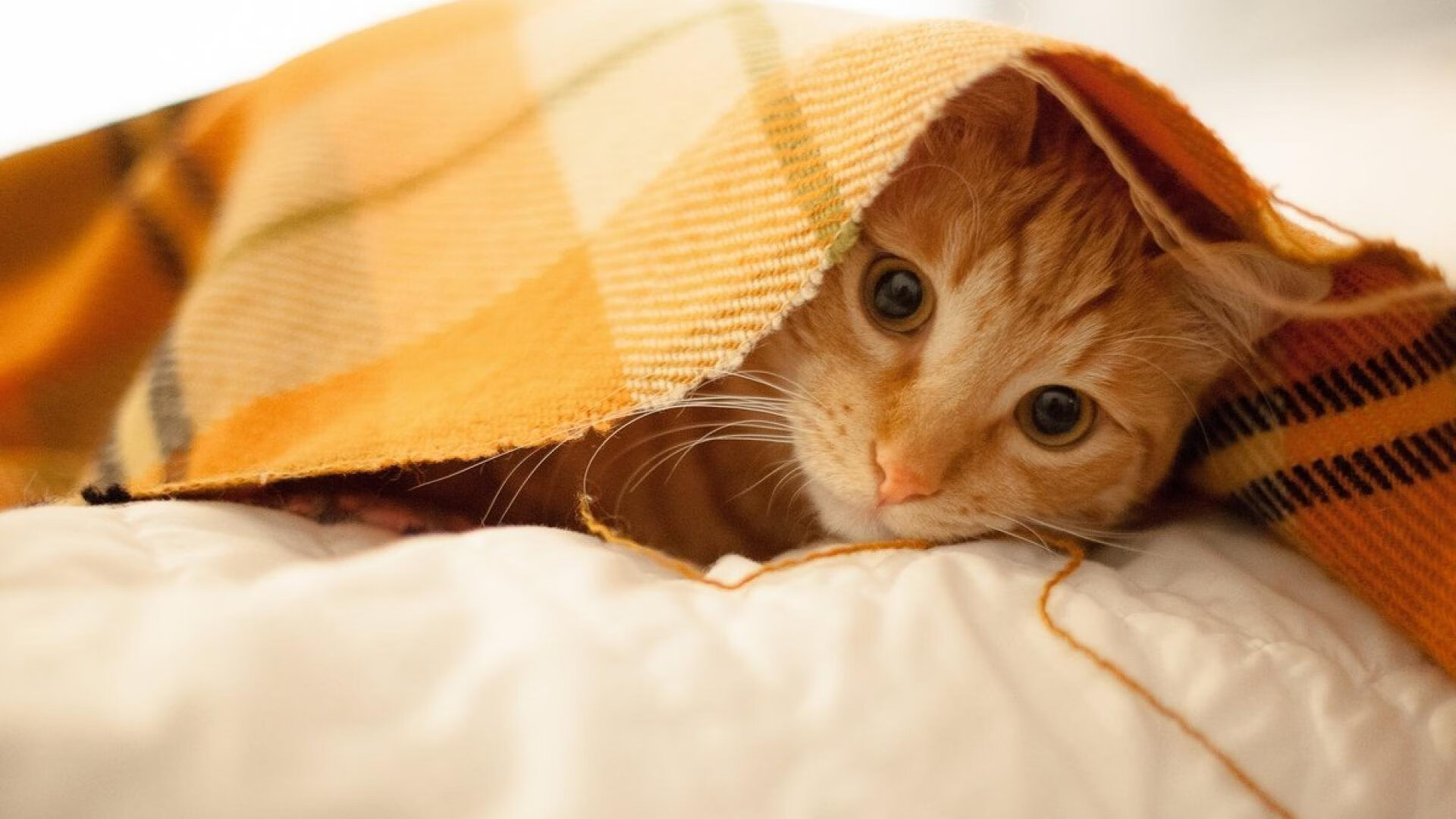 暗夜无声听惊雷，库尔图瓦与那堵令时间窒息的人墙