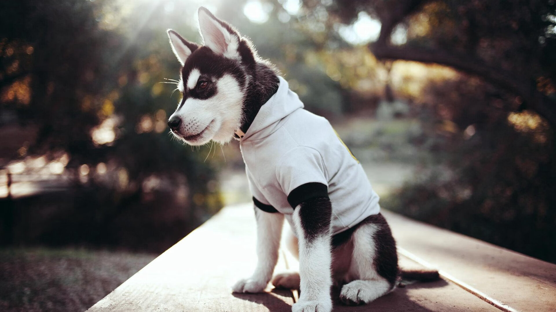 蒂亚戈之夜,当绿茵哲学家用一脚写意击败卡塔尔金元帝国