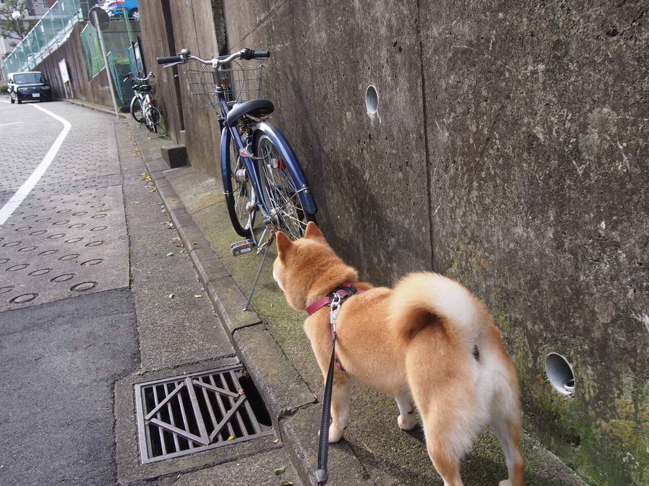 红军的巴西磐石，枪手的远东疆土，英超的东方魅力交响曲