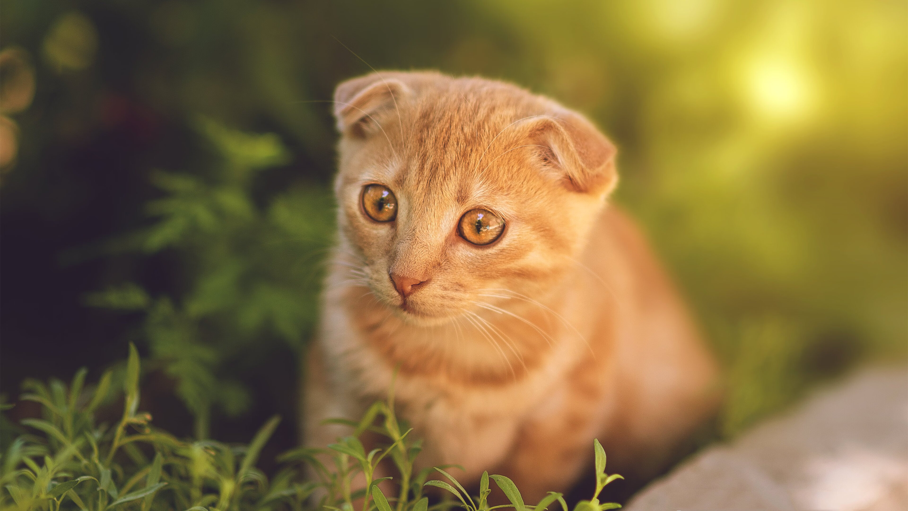 跨界绝杀,慈善友谊赛惊现曼联前锋乱入,拉什福德助马竞逆转南非