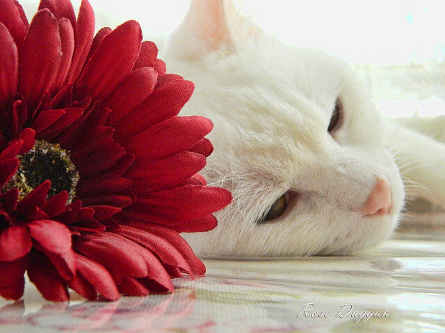 绿白军团对阵非洲雄狮，罗德里独造三球点燃友谊赛夜空