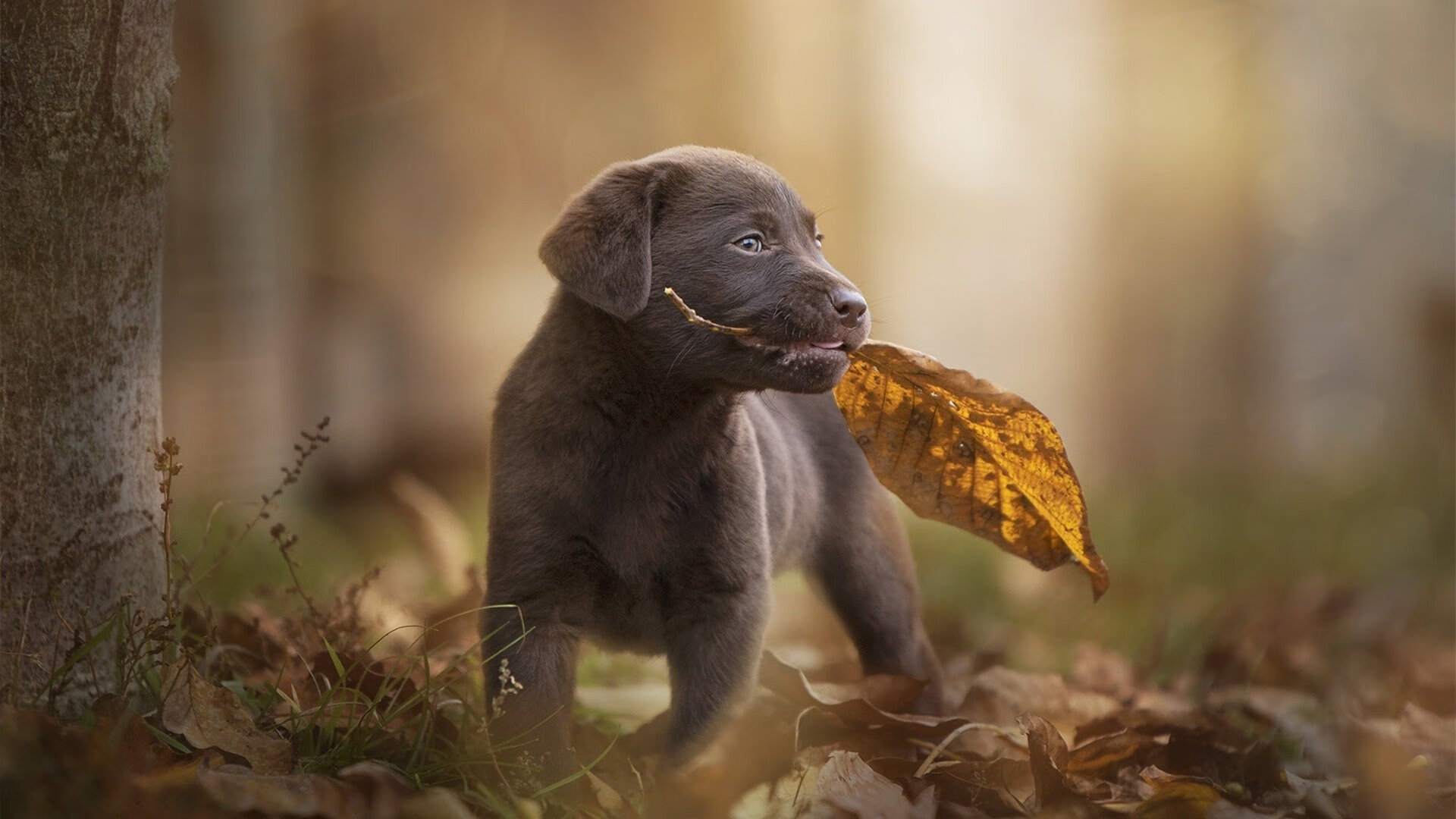 两个平行时空的足球周末，当瑞士带走加纳，梅西在意甲接管比赛