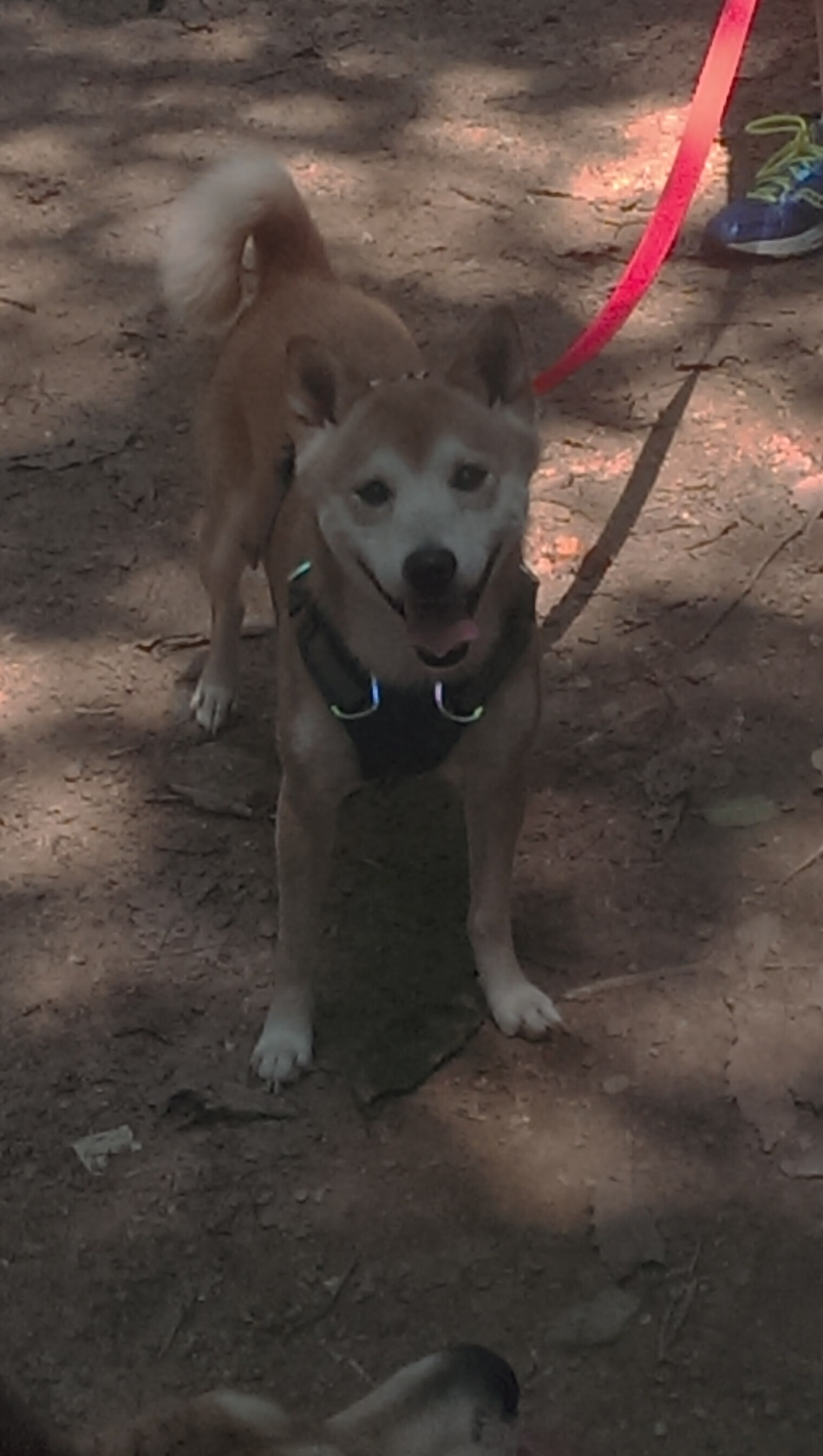 今夜篮球诗人远渡重洋,当德罗赞的从容穿刺英超的疯狂