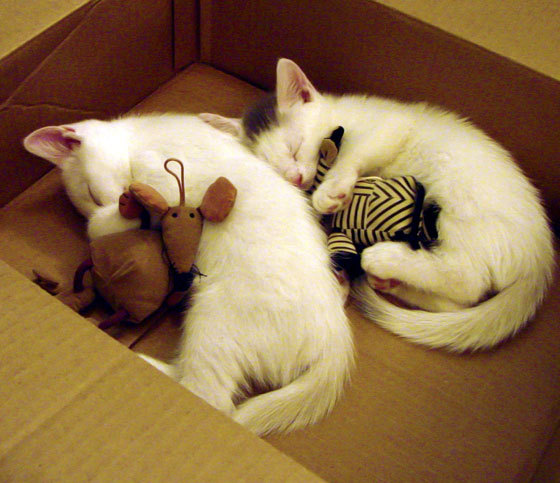 跨越东西半球的鹈鹕奇迹,从CBA逆转之夜到巴黎奥运的接管时刻