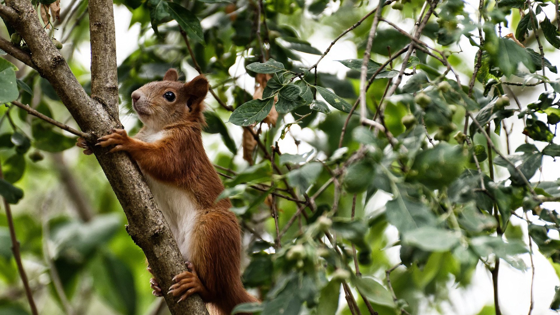 单骑闯关,奥纳纳一传一射定乾坤,埃及强势攻克哥斯达黎加铁壁