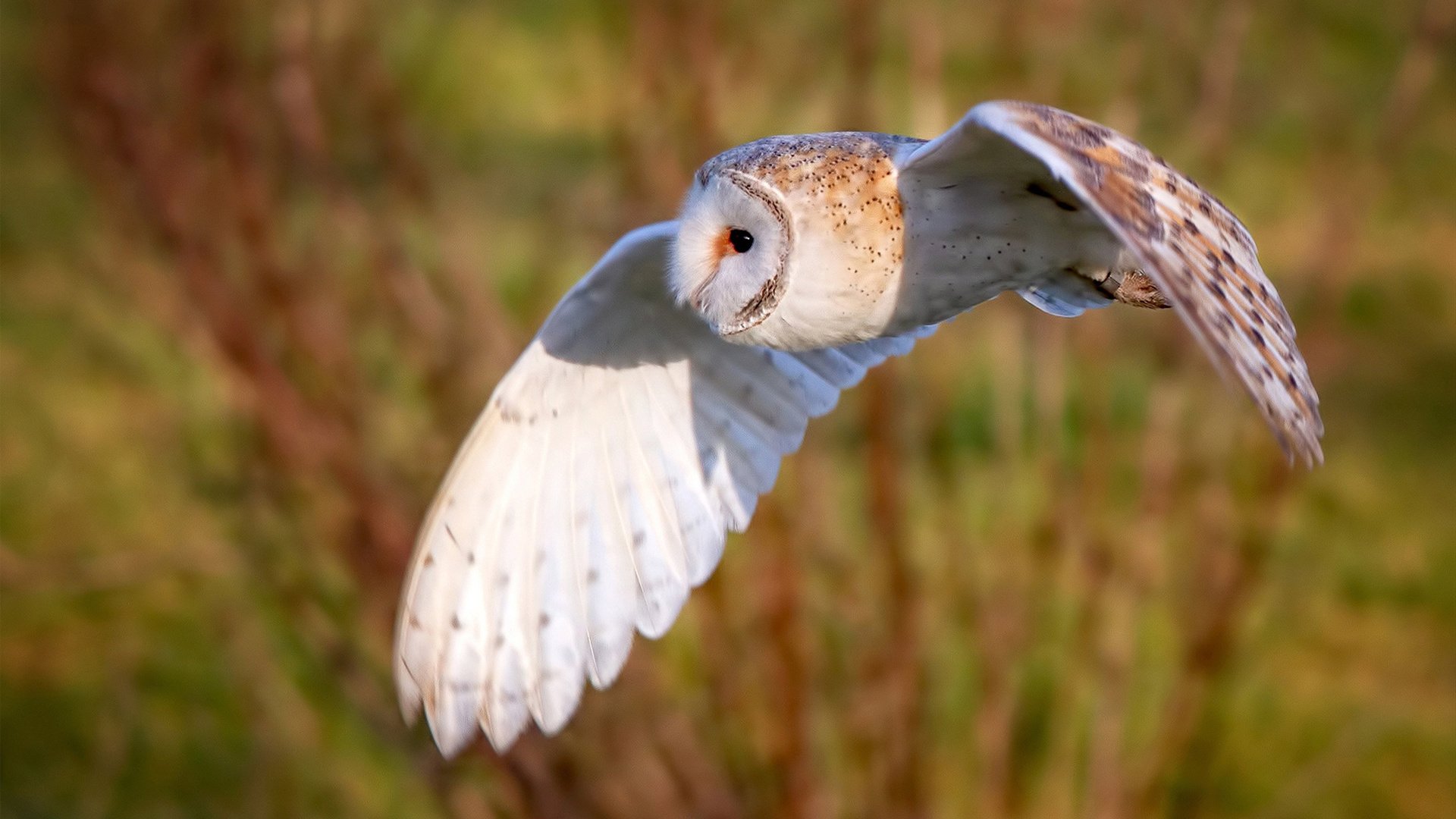 抢七夜，范弗利特，从平凡血统到救世主的九十分钟统治