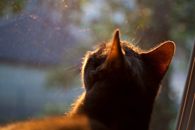 双重纬度，萨内的战术冰封与厄瓜多尔的钢铁丛林