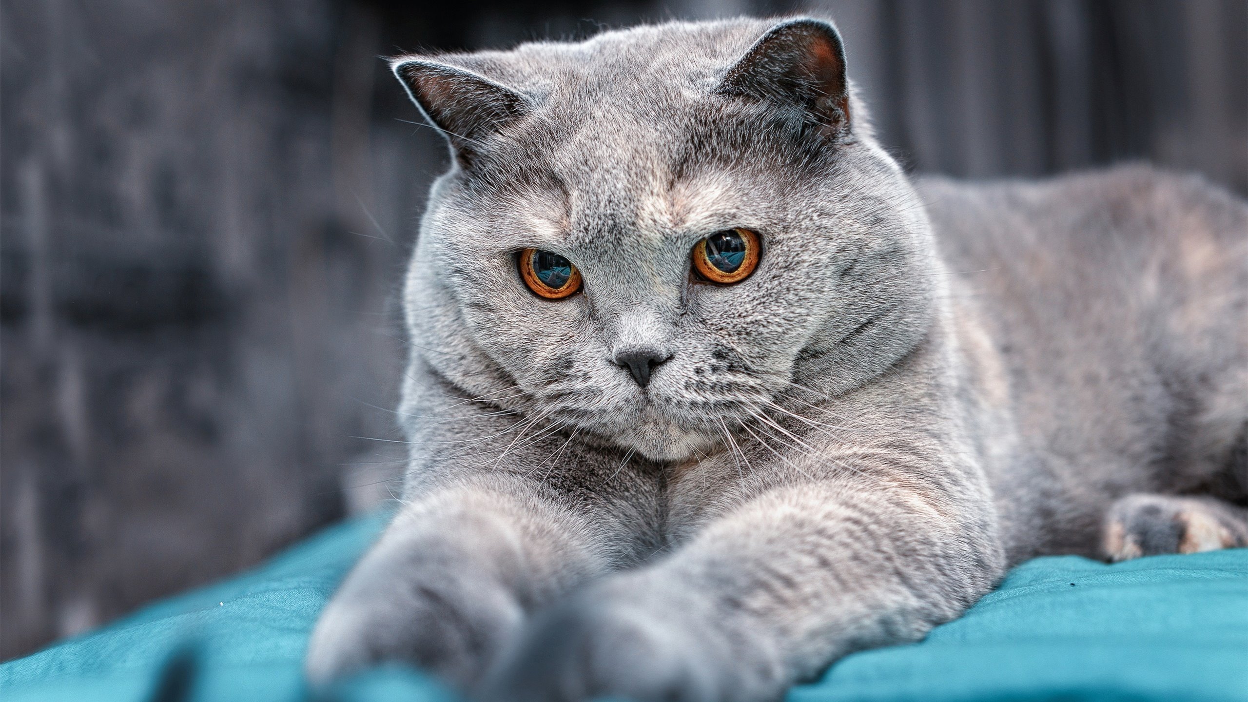 爱游戏官方入口-北非壁垒与致命尖刀，突尼斯的战术铁幕如何被斯通斯一人刺穿