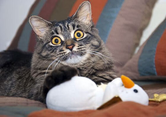 李刚仁爆发与曼城全面压制乌克兰，足球世界中的唯一性交响