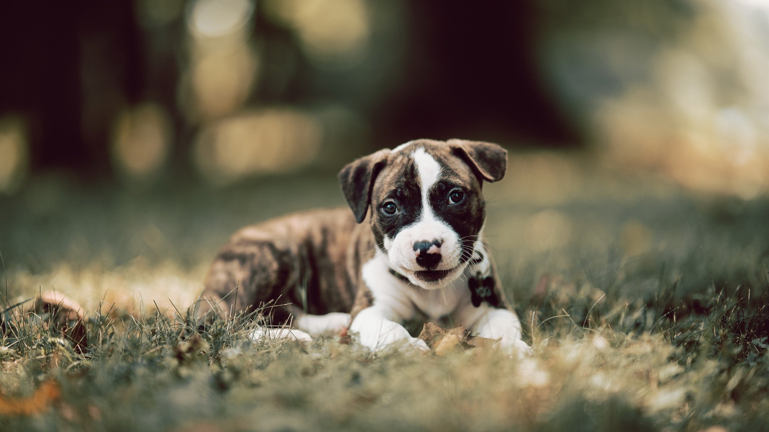 爱游戏体育-圣光刺破混沌夜—若日尼奥以大师之笔，在几内亚与喀麦隆的狂野战场上写下孤独诗篇