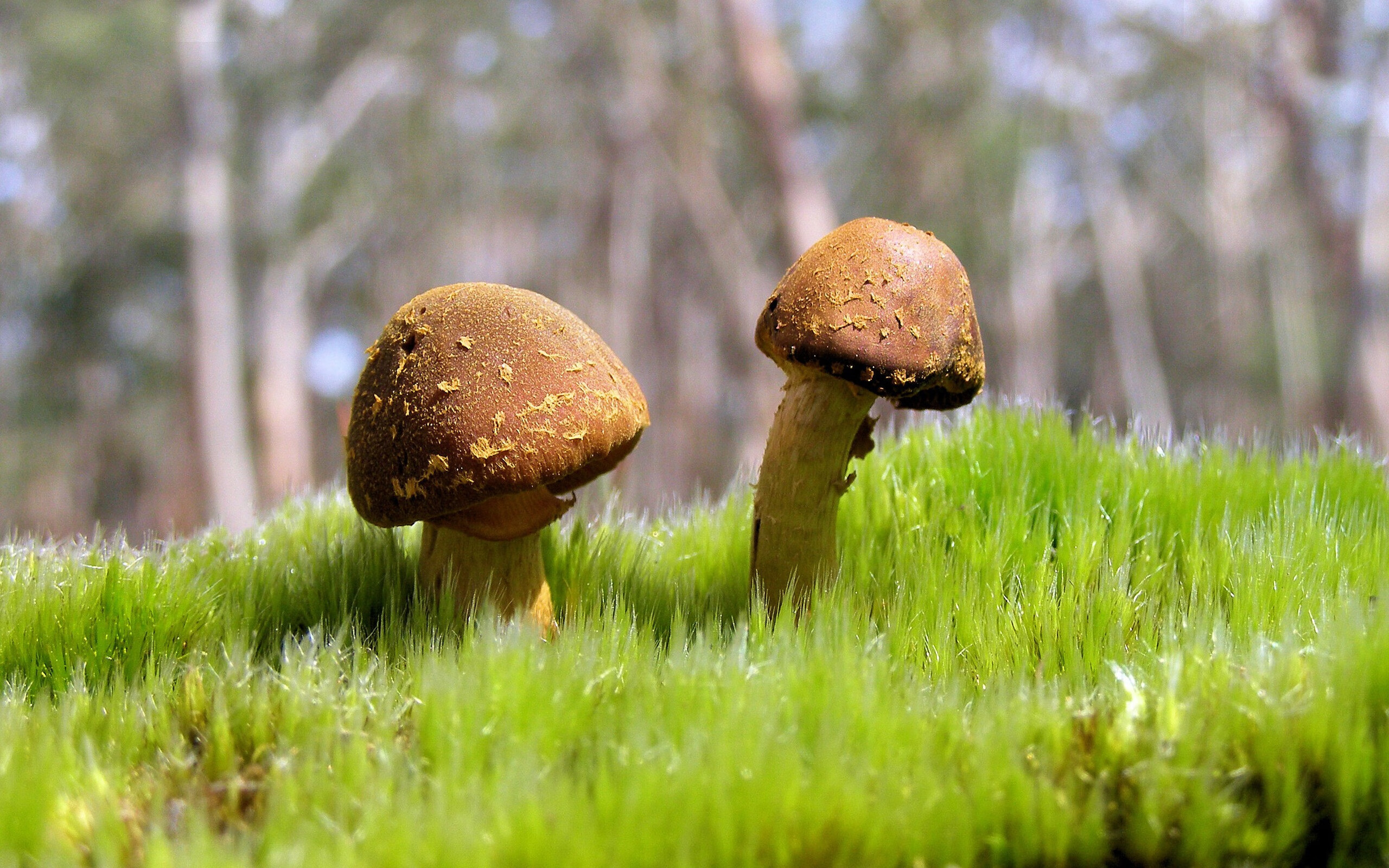 爱游戏APP-无名小卒的绝杀，当霍勒迪的阴影笼罩哈登的MVP光芒