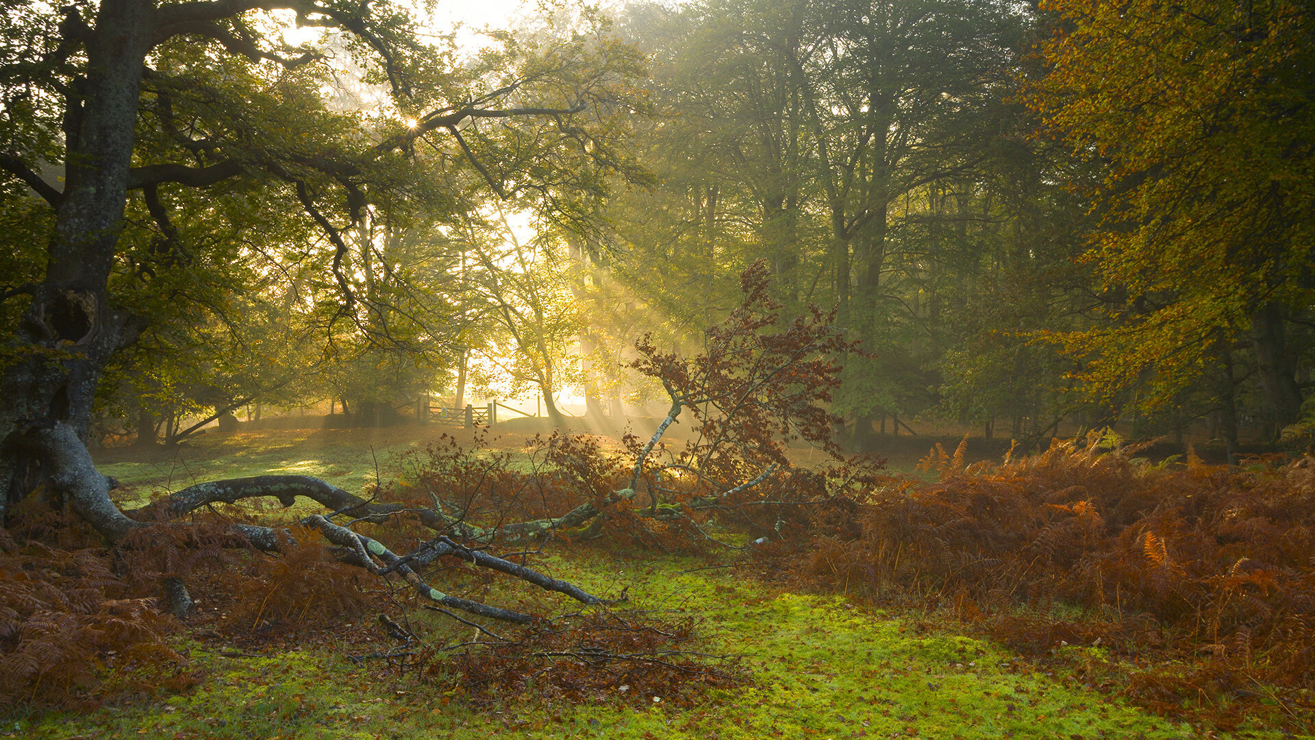 冰封北岸花园，森林狼团队防守锁死绿军，客场展现冠军相