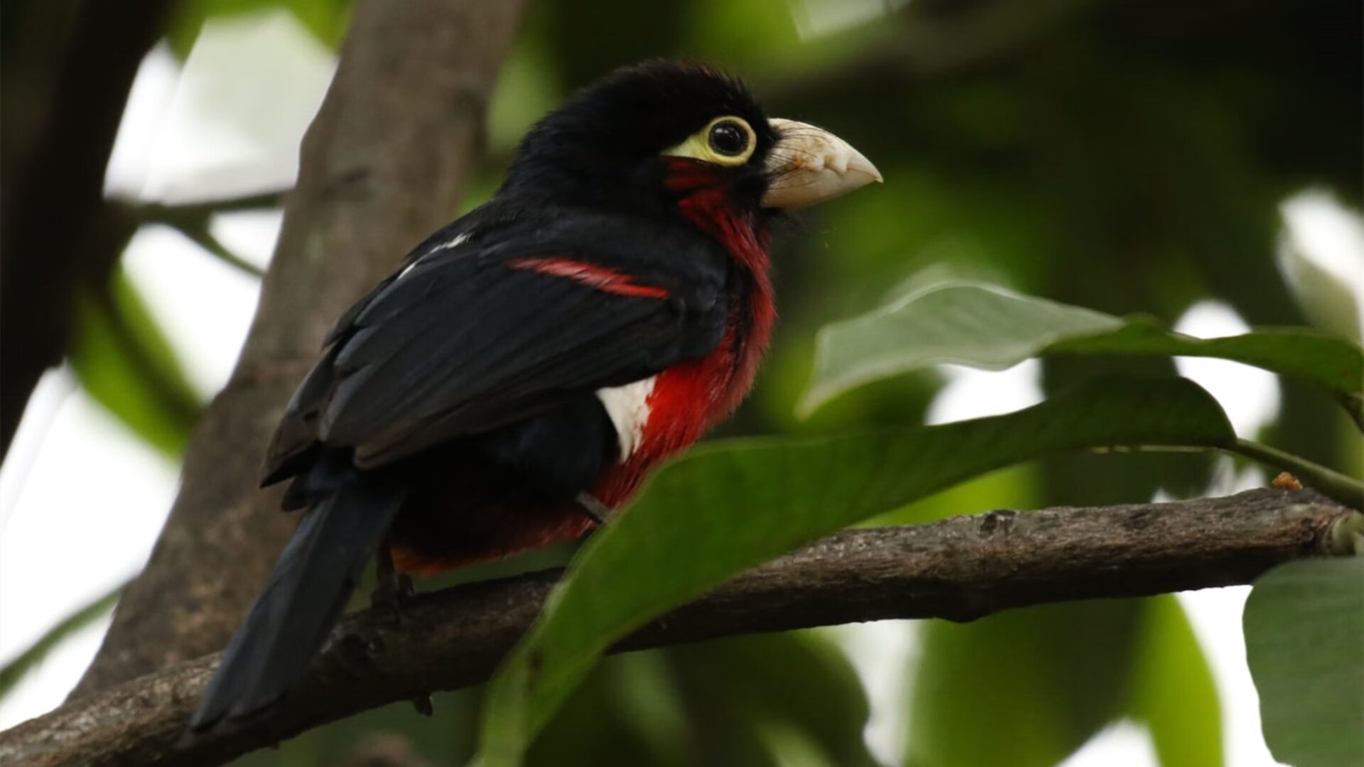 爱游戏在线-戈贝尔，纽约尼克斯的隐形发动机—如何用防守齿轮推动连续得分浪潮压制掘金