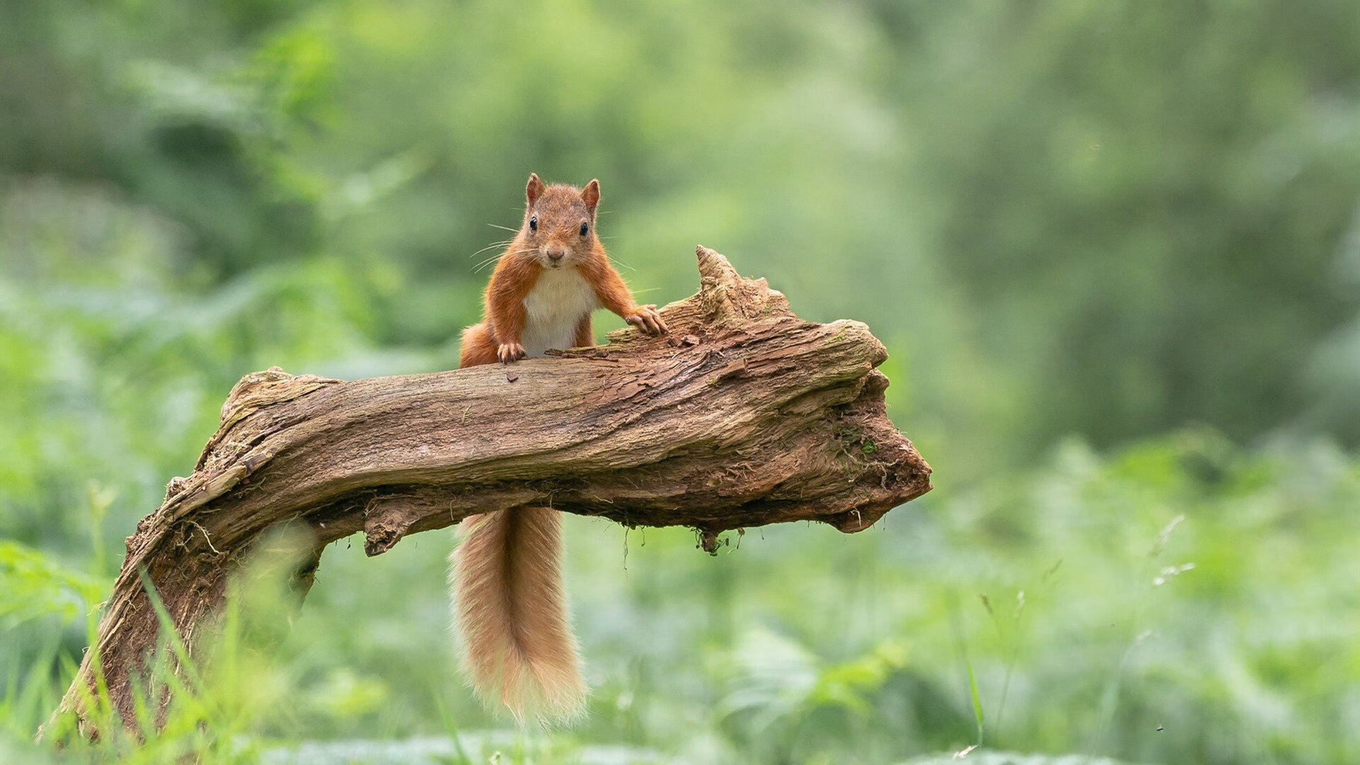 爱游戏APP-审判日降临，恩比德的神罚与尼克斯的铁幕，东西双雄共书联盟新篇